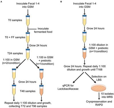 Prebiotics enhance persistence of fermented-food associated bacteria in in vitro cultivated fecal microbial communities